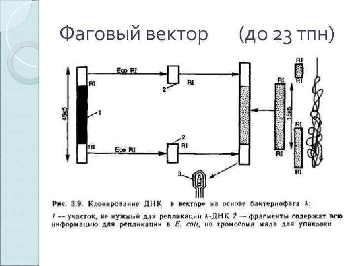 Фаговый вектор (до 23 тпн) 