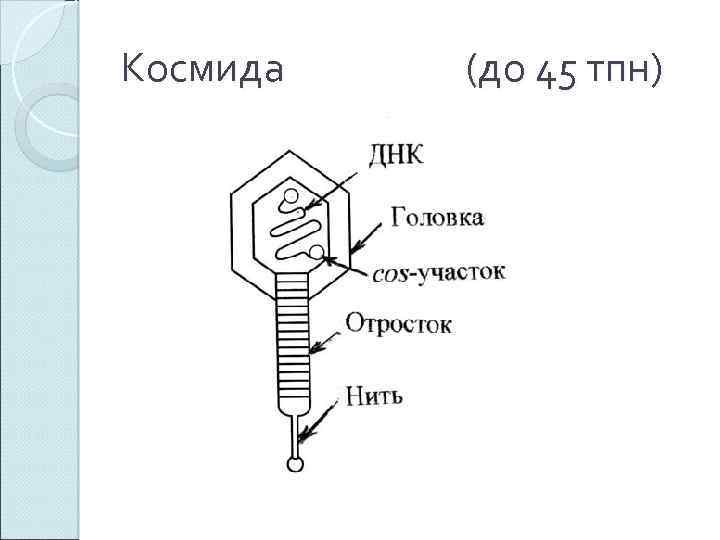 Космида (до 45 тпн) 