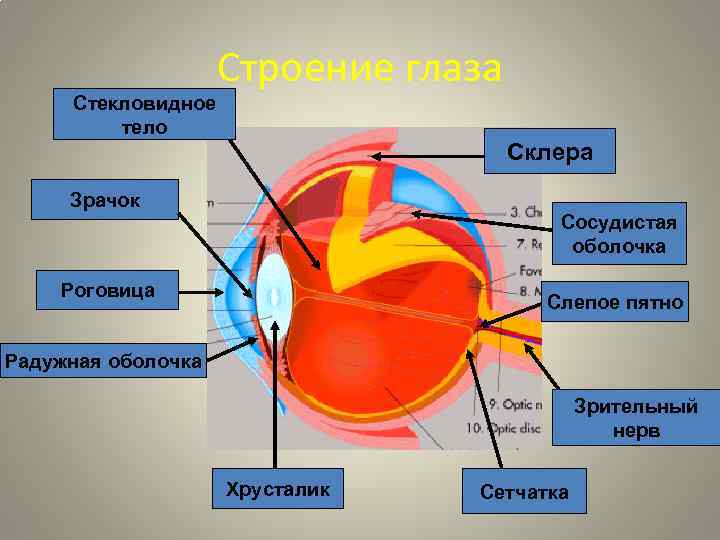 Стекловидное тело Строение глаза Склера Зрачок Сосудистая оболочка Роговица Слепое пятно Радужная оболочка Зрительный