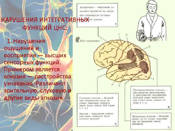 Функции нервной системы