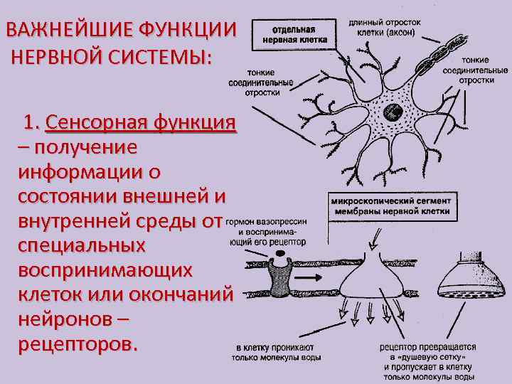 ВАЖНЕЙШИЕ ФУНКЦИИ НЕРВНОЙ СИСТЕМЫ: 1. Сенсорная функция – получение информации о состоянии внешней и