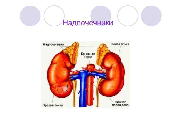 Надпочечники 