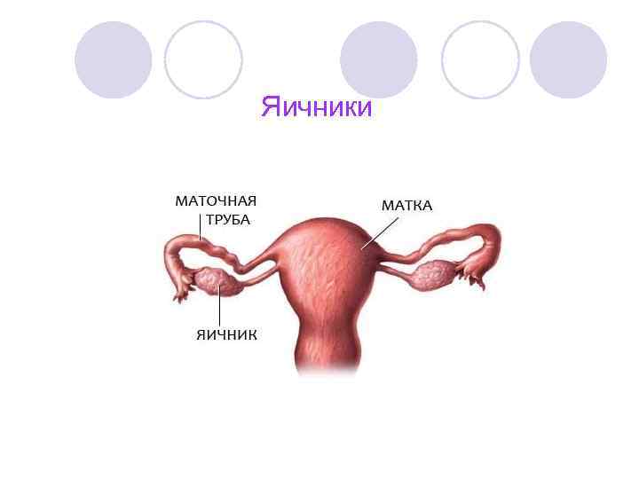 Яичники 