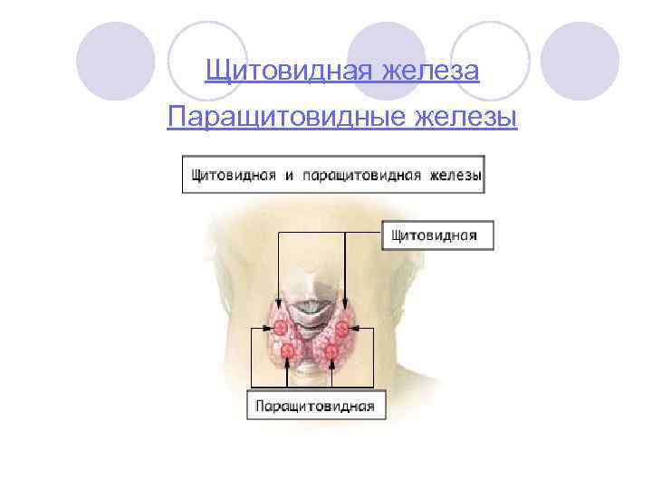 Щитовидная железа Паращитовидные железы 