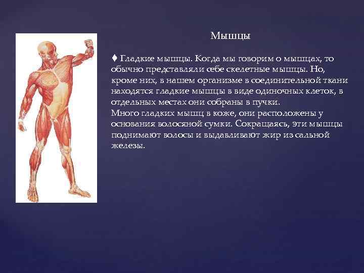 Мышцы Гладкие мышцы. Когда мы говорим о мышцах, то обычно представляли себе скелетные мышцы.