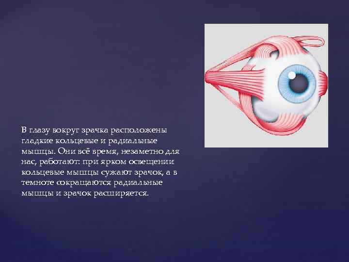 В глазу вокруг зрачка расположены гладкие кольцевые и радиальные мышцы. Они всё время, незаметно