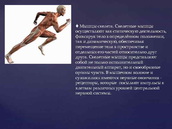  Мышцы скелета. Скелетные мышцы осуществляют как статическую деятельность, фиксируя тело в определённом положении,