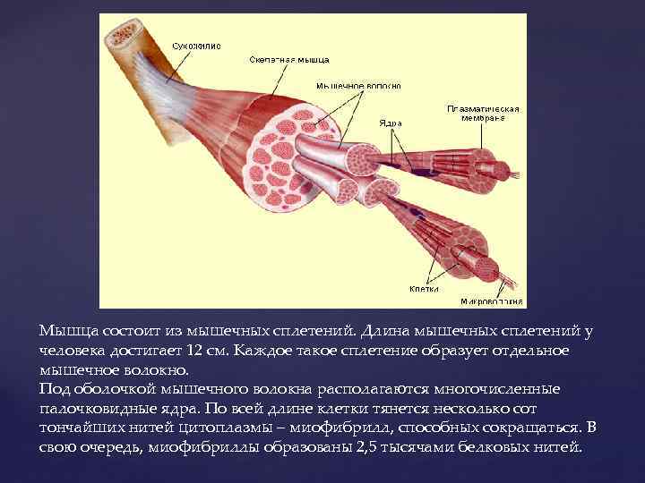 Мышца состоит из мышечных сплетений. Длина мышечных сплетений у человека достигает 12 см. Каждое