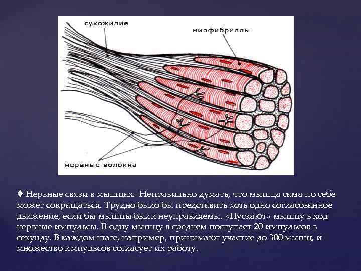  Нервные связи в мышцах. Неправильно думать, что мышца сама по себе может сокращаться.
