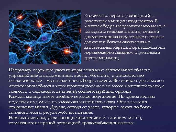 Количество нервных окончаний в различных мышцах неодинаково. В мышцах бедра их сравнительно мало, а