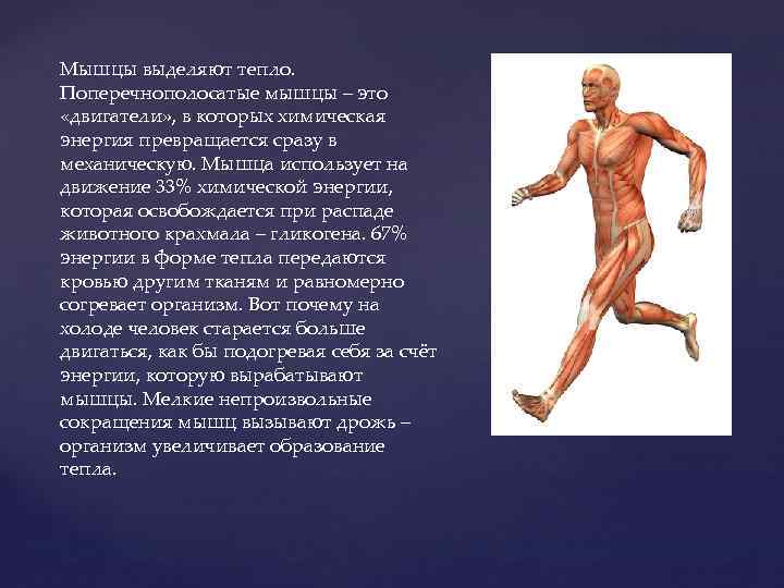 Мышцы выделяют тепло. Поперечнополосатые мышцы – это «двигатели» , в которых химическая энергия превращается