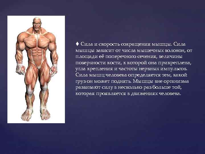  Сила и скорость сокращения мышцы. Сила мышцы зависит от числа мышечных волокон, от