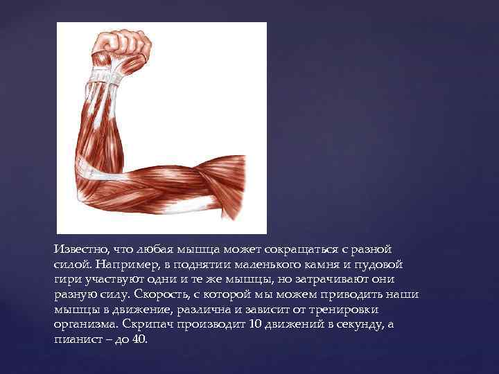 Известно, что любая мышца может сокращаться с разной силой. Например, в поднятии маленького камня