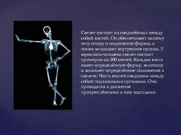 Скелет состоит из соединённых между собой костей. Он обеспечивает нашему телу опору и сохранение