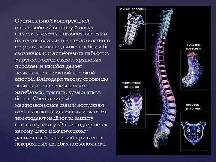 Оригинальной конструкцией, составляющей основную опору скелета, является позвоночник. Если бы он состоял из сплошного