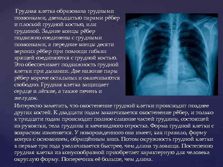  Грудная клетка образована грудными позвонками, двенадцатью парами рёбер и плоской грудной костью, или