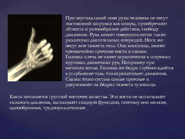 При вертикальной позе руки человека не несут постоянной нагрузки как опоры, приобретают лёгкость и