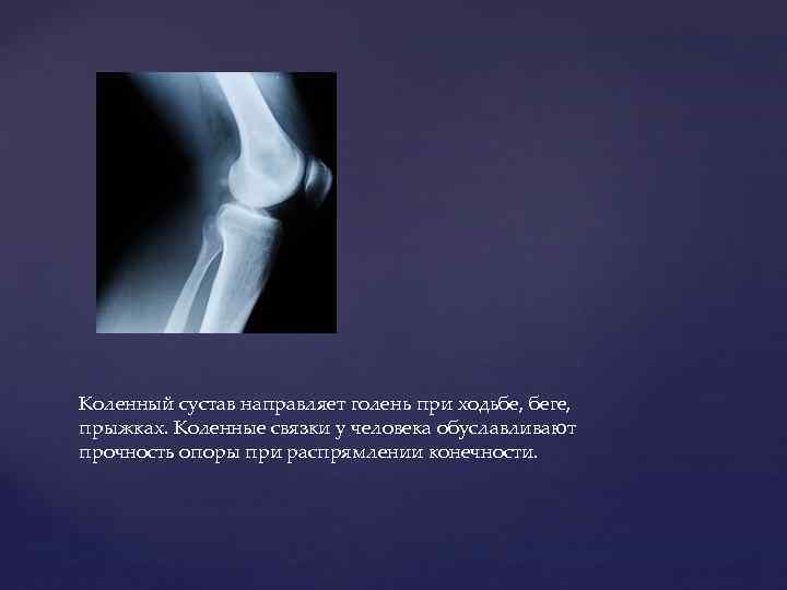 Коленный сустав направляет голень при ходьбе, беге, прыжках. Коленные связки у человека обуславливают прочность