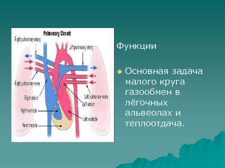 Функции u Основная задача малого круга газообмен в лёгочных альвеолах и теплоотдача. 