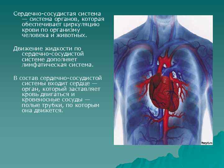 В какую систему органов входит сердце