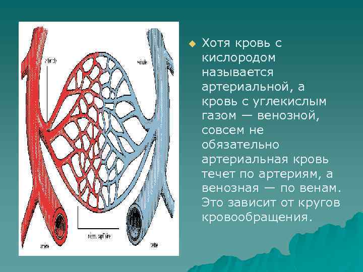 u Хотя кровь с кислородом называется артериальной, а кровь с углекислым газом — венозной,