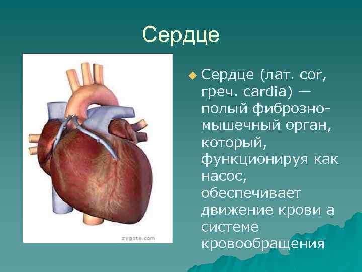 Сердце u Сердце (лат. соr, греч. cardia) — полый фиброзномышечный орган, который, функционируя как