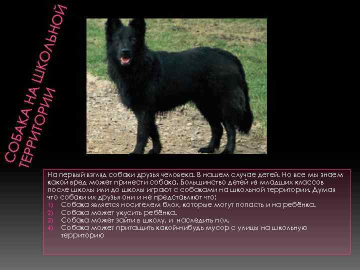 СО БАК ТЕР Р ИТ А НА Ш ОРИ К ОЛ И ЬНО Й