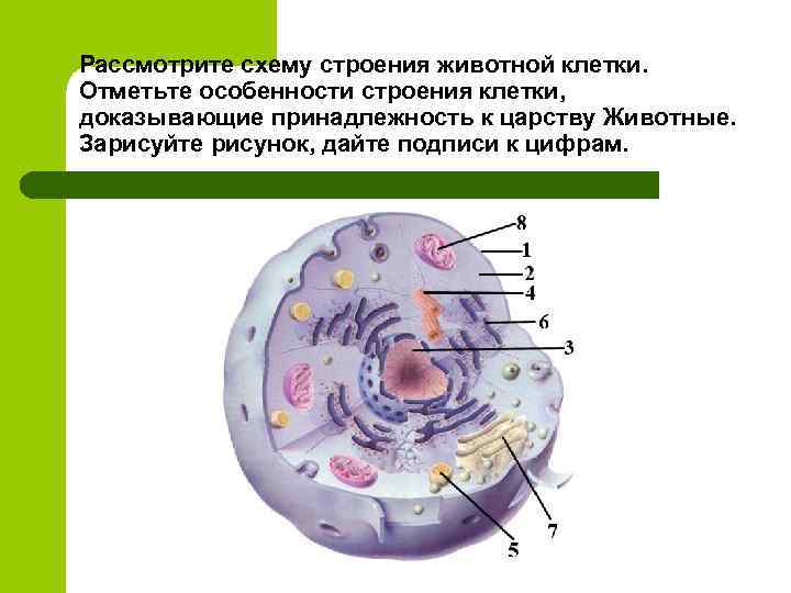 Клеточной мембране клетки грибов. Особенности животной клетки. Животная клетка вывод.