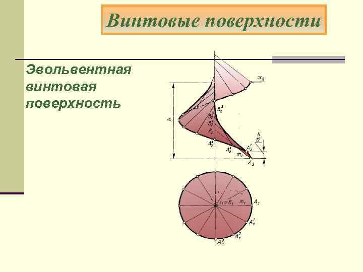 Винтовые поверхности Эвольвентная винтовая поверхность 