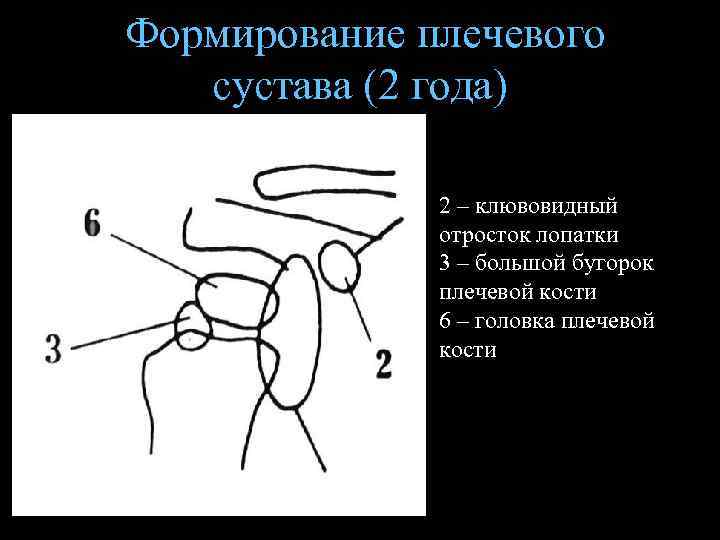 Суставы схема корнилова