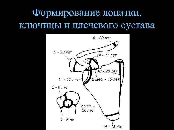 Формирование лопатки, ключицы и плечевого сустава 