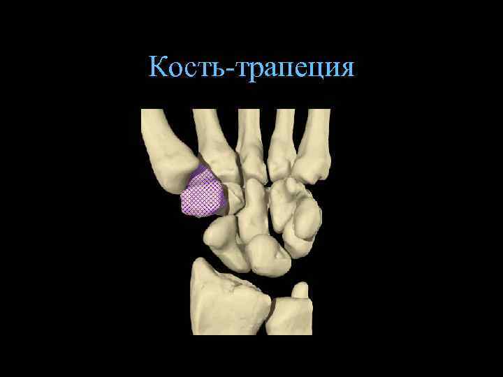 Кость-трапеция 