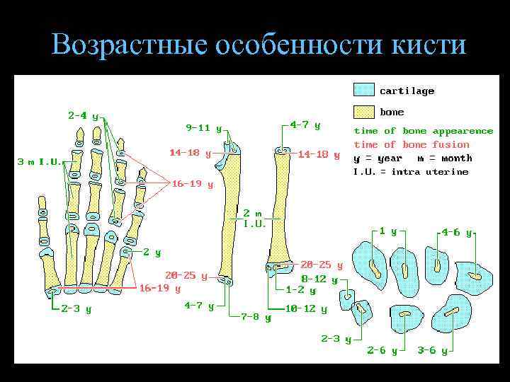 Возрастные особенности кисти 