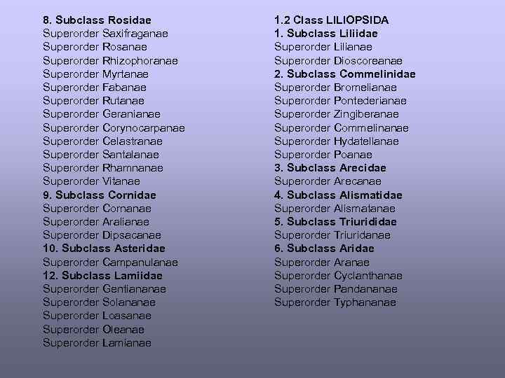 8. Subclass Rosidae Superorder Saxifraganae Superorder Rosanae Superorder Rhizophoranae Superorder Myrtanae Superorder Fabanae Superorder