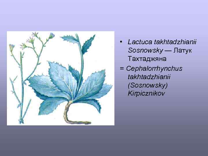  • Lactuca takhtadzhianii Sosnowsky — Латук Тахтаджяна = Cephalorrhynchus takhtadzhianii (Sosnowsky) Kirpicznikov 