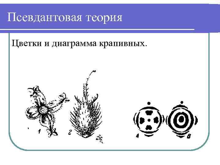 Какой признак показанный на диаграмме цветка позволяет определить