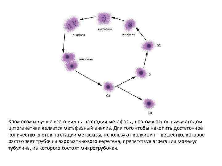 Хромосомы лучше всего видны на стадии метафазы, поэтому основным методом цитогенетики является метафазный анализ.