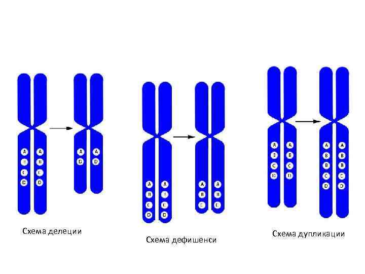Схема делеции Схема дефишенси Схема дупликации 
