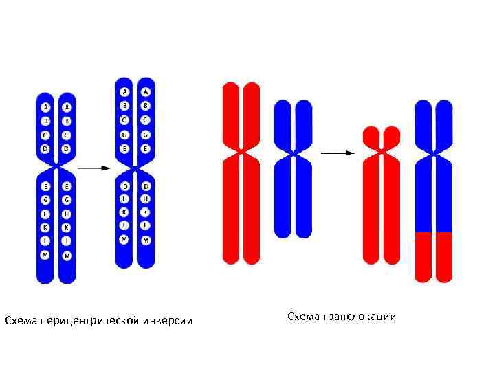 Схема перицентрической инверсии Схема транслокации 