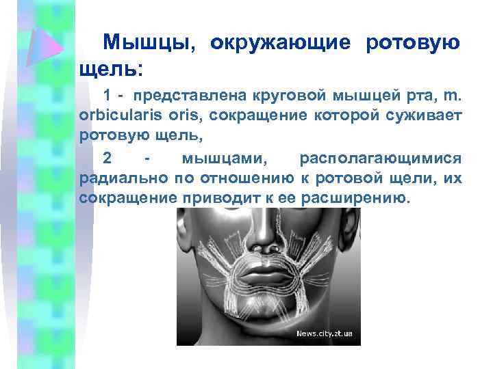 Мышцы, окружающие ротовую щель: 1 представлена круговой мышцей рта, m. orbicularis oris, сокращение которой