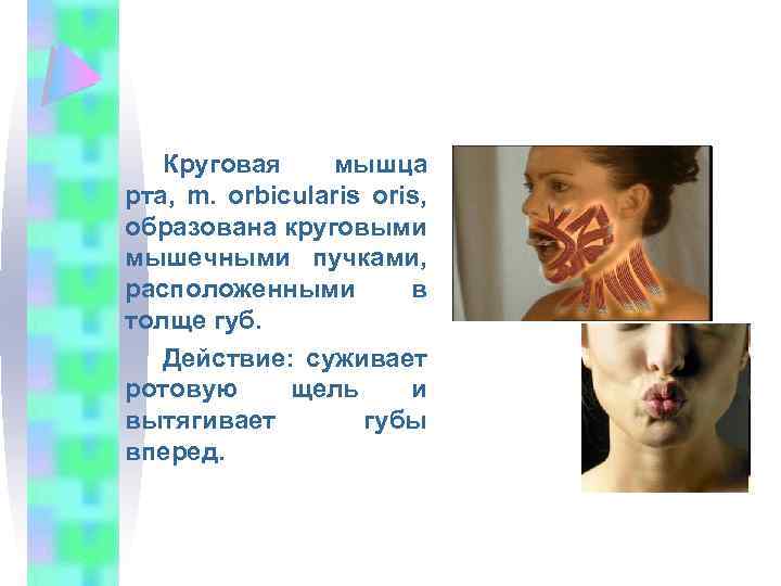 Круговая мышца рта, m. orbicularis oris, образована круговыми мышечными пучками, расположенными в толще губ.