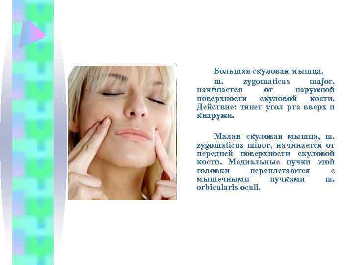 Большая скуловая мышца, m. zygomaticus major, начинается от наружной поверхности скуловой кости. Действие: тянет