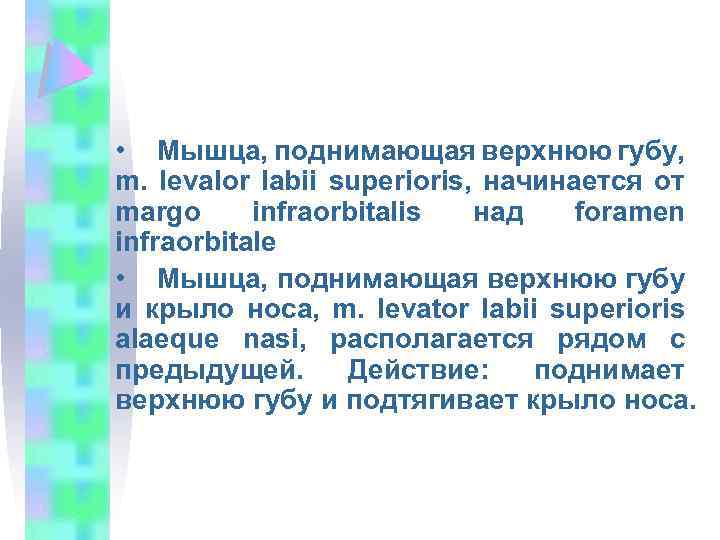  • Мышца, поднимающая верхнюю губу, m. levalor labii superioris, начинается от margo infraorbitalis