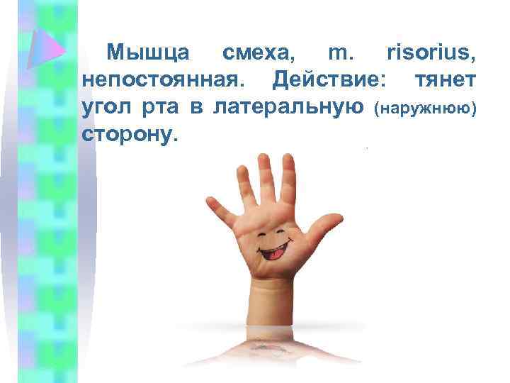Мышца смеха, m. risorius, непостоянная. Действие: тянет угол рта в латеральную (наружнюю) сторону. 