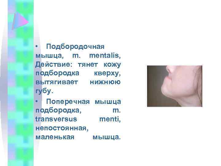  • Подбородочная мышца, m. mentalis, Действие: тянет кожу подбородка кверху, вытягивает нижнюю губу.