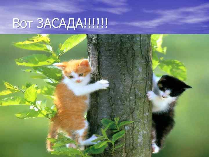 Вот ЗАСАДА!!!!!! 