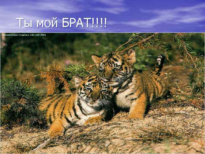 Ты мой БРАТ!!!! 