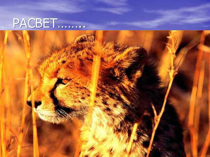 РАСВЕТ……. . 