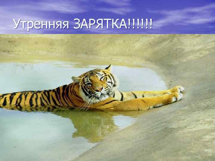 Утренняя ЗАРЯТКА!!!!!! 