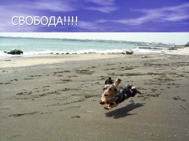 СВОБОДА!!!! 